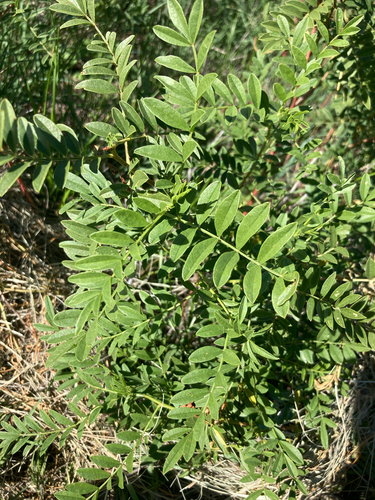 Wild Licorice