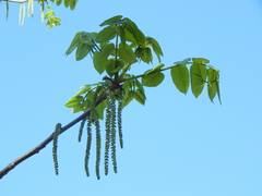 Juglans mandshurica