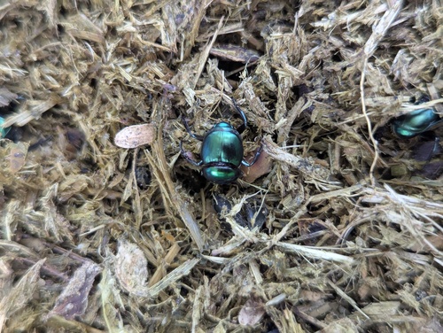 Canthon indigaceus