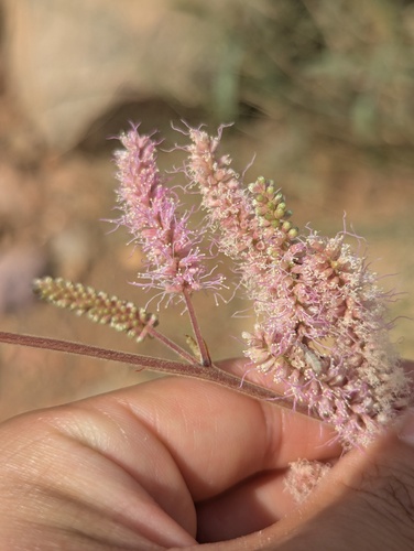 Mimosa dysocarpa, photograph 2
