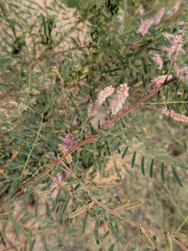 Mimosa dysocarpa, photograph 3
