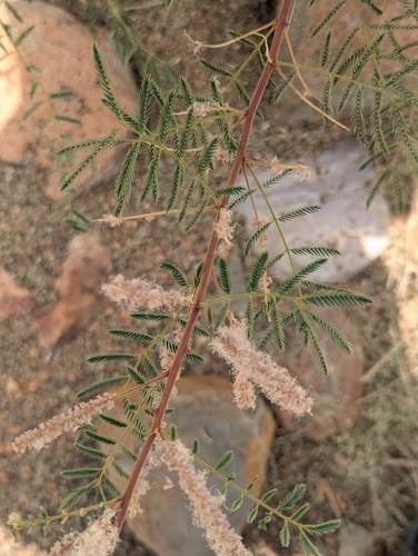 Mimosa dysocarpa, photograph 4
