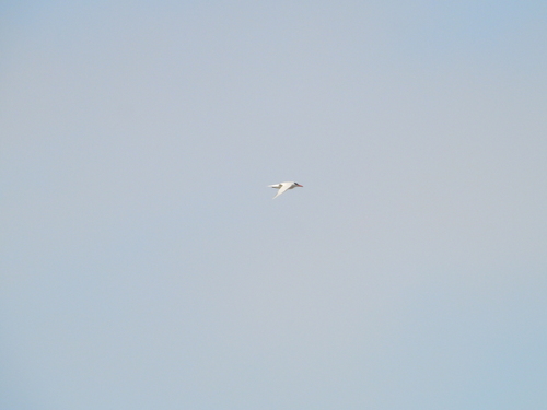 iNaturalist image