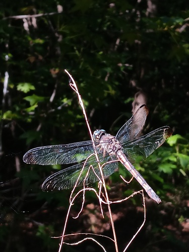 Great Blue Skimmer