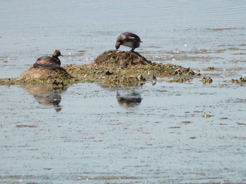 iNaturalist image