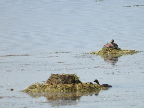 iNaturalist image