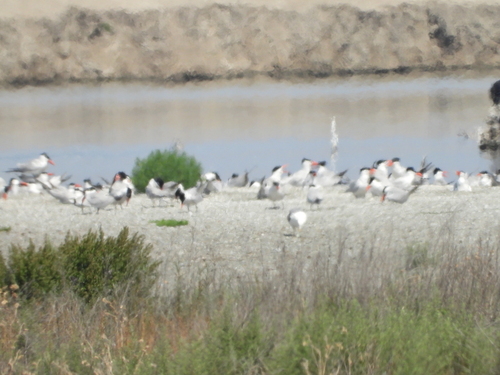 iNaturalist image
