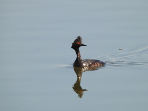 iNaturalist image