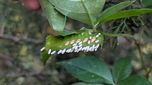 Pandorus Sphinx