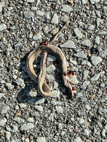 DeKay's Brownsnake