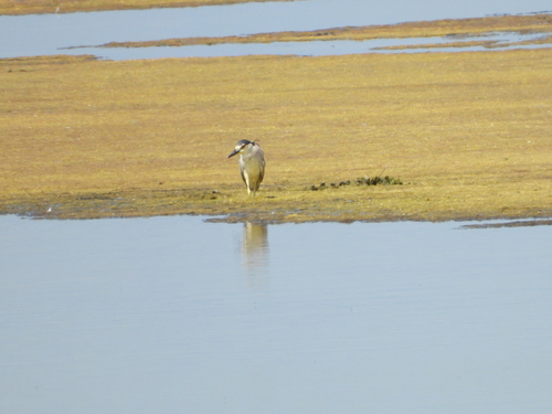 iNaturalist image