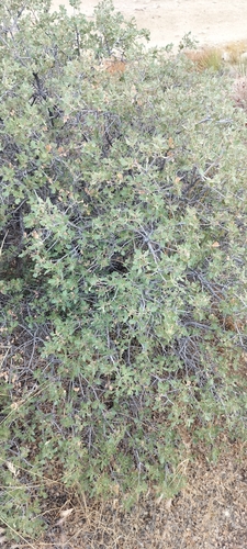 Quercus cornelius-mulleri, photograph 5