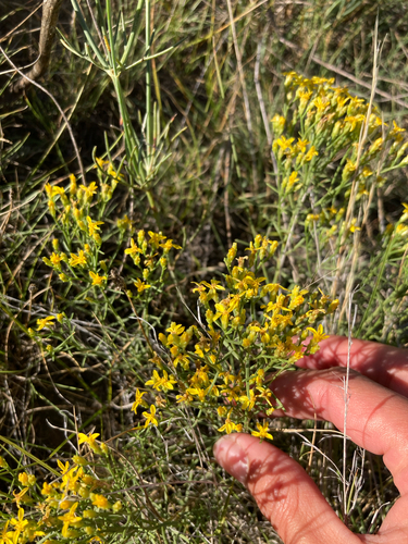 Broom Snakeweed