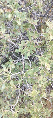 Quercus cornelius-mulleri, photograph 6