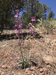 Penstemon confusus