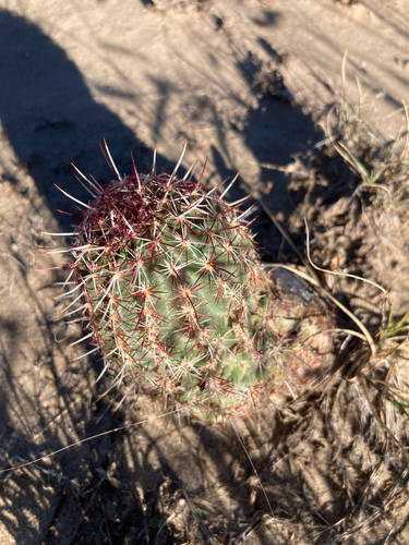 Green-flower Hedgehog Cactus