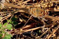 Phyciodes pallescens