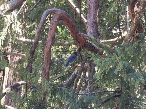 iNaturalist observation photo of Steller's Jay