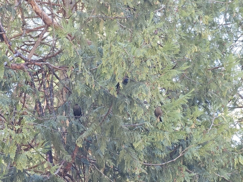 iNaturalist observation photo of Brewer's Blackbird