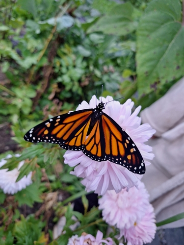 Monarch