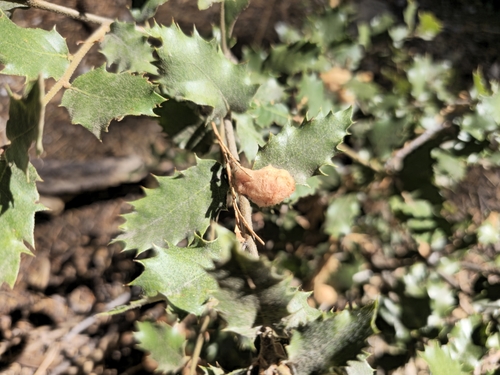 iNaturalist observation photo of Heteroecus dasydactyli