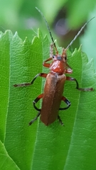 Cantharis livida