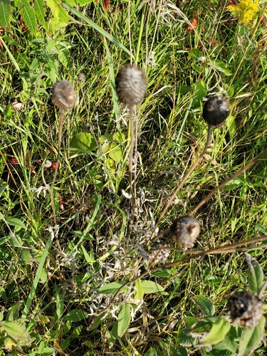 grey-headed coneflower