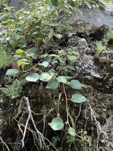 canyon wild grape