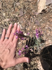 Penstemon confusus