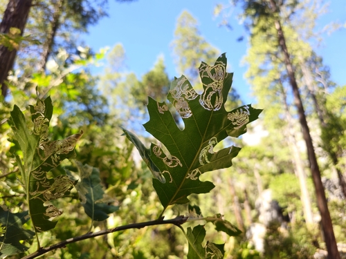 iNaturalist observation photo of Insects