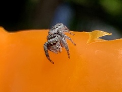 Phidippus putnami