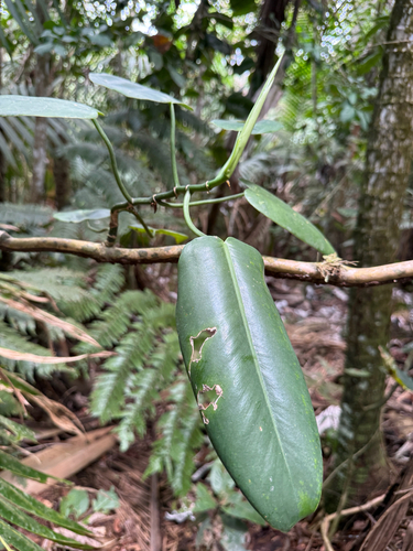 Philodendron consanguineum