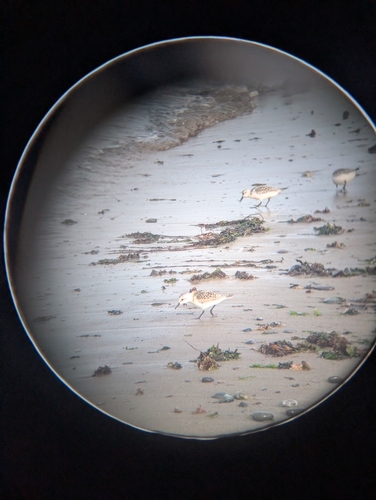 iNaturalist image