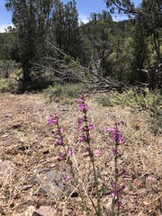 Penstemon confusus