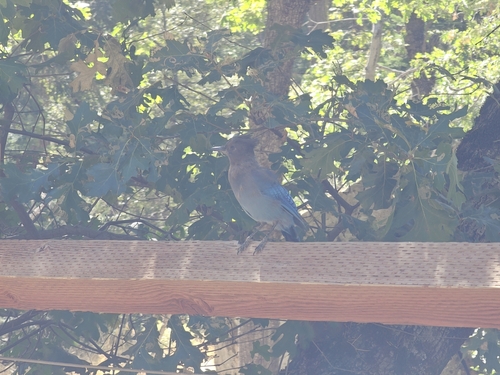 iNaturalist observation photo of Steller's Jay
