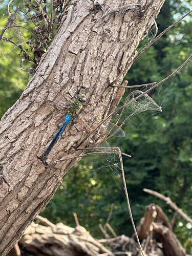 Common Green Darner