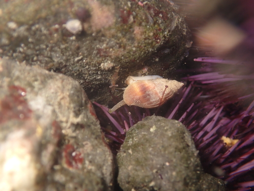 Amphissa columbiana, 2026-09-09