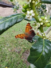 Polygonia interrogationis