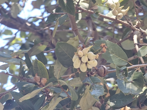 iNaturalist observation photo of Bullet-Gall Wasp