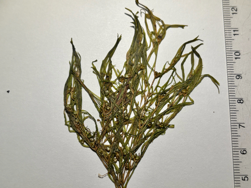Potamogeton spirillus, photograph 4