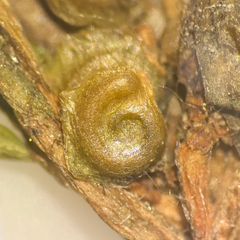 Potamogeton spirillus, photograph (c) Dustin Snider, some rights reserved (CC BY)