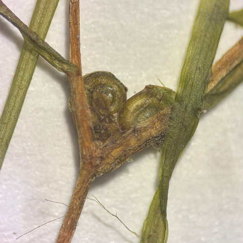 Potamogeton spirillus, photograph 5