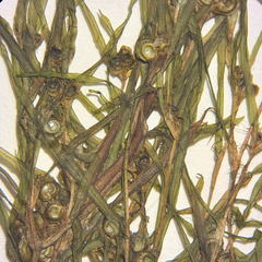 Potamogeton spirillus, photograph (c) Dustin Snider, some rights reserved (CC BY)