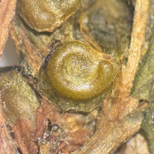 Potamogeton spirillus, photograph 2
