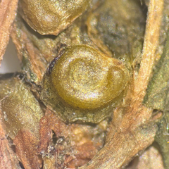 Potamogeton spirillus, photograph (c) Dustin Snider, some rights reserved (CC BY)