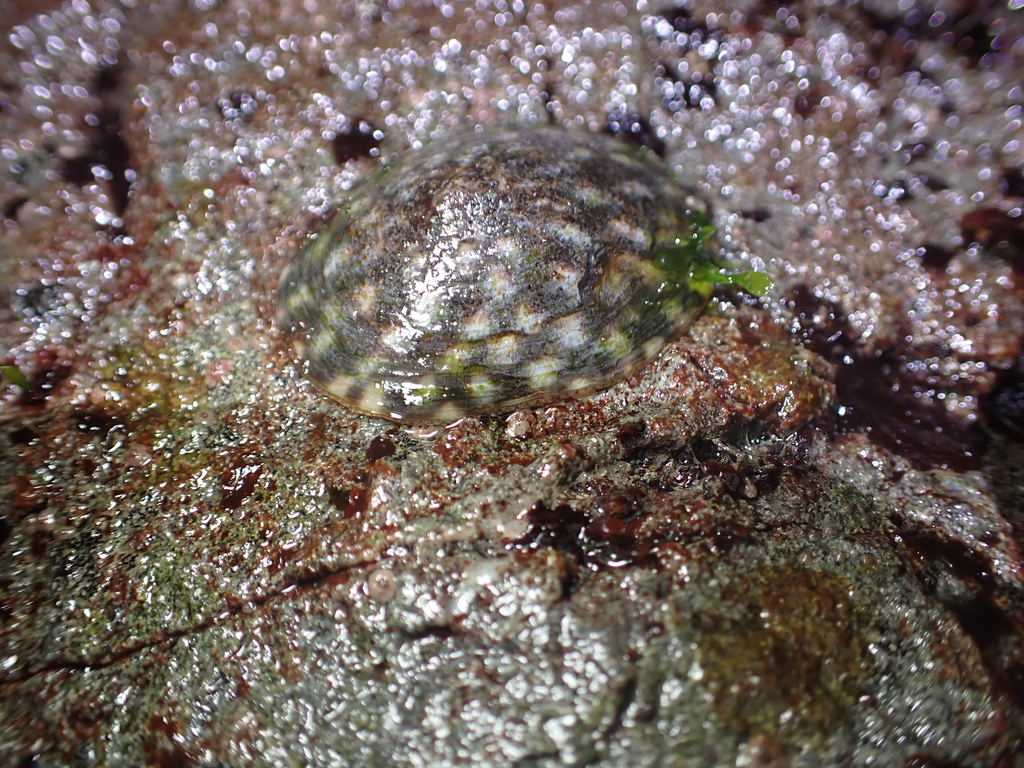 Plate Limpet
