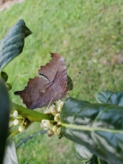 Polygonia interrogationis