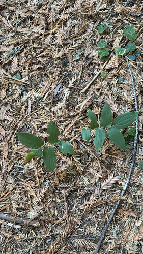 Prosartes hookeri, photograph 1