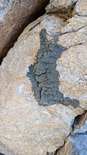 Blackthread Lichen