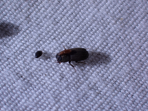 Ataenius imbricatus